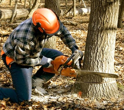 Tree Removal in Oakville, WA
